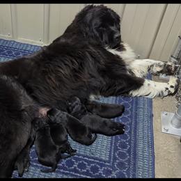 Mishka - Newfoundland