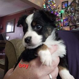 Blk tri boy, dark eyes - Black tri Miniature Australian Shepherd puppy in Burnsville, North Carolina from Grassy Woods Farm Dogs