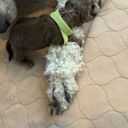 Green Girl - Brown female Poodle puppy in Hawkins, Texas from Bible Belt Ranch