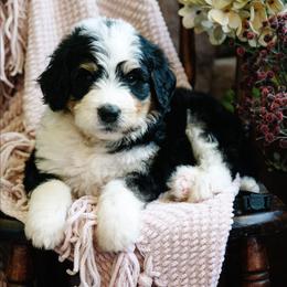 Zocalo - Tri-color male Bernedoodle puppy in Grove, Oklahoma from Grand Lake Poodles & Doodles