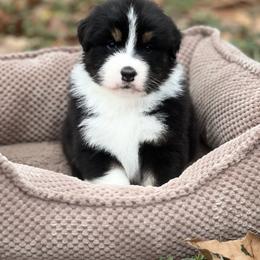 Amethyst - Black tri-color female Australian Shepherd puppy in Augusta, Georgia from Incendia Aussies & Dobies