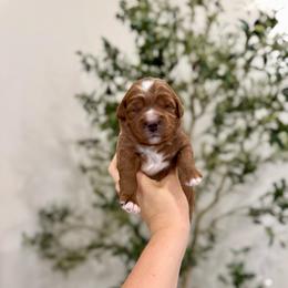 Taffy - Red  female Goldendoodle puppy in Rio Linda, California from Plush Doodles