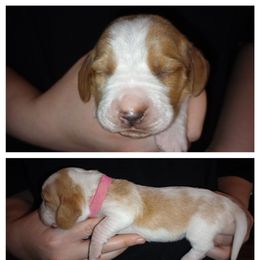 Pink - Lemon and white female Basset Hound puppy in Highland, Michigan from Dream Hounds of Michigan