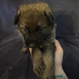 Yellow - Sable male German Shepherd puppy in La Follette, Tennessee from Moore German Shepherds