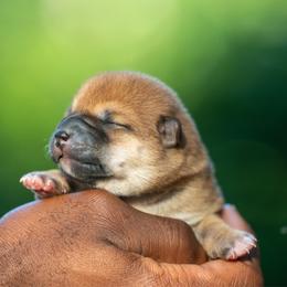 Girl 1 - Red female Shiba Inu puppy in Hephzibah, Georgia from Evenfalls Shiba Inu