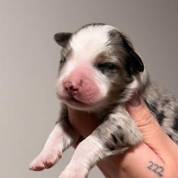 Blues AKC - Blue merle male Australian Shepherd puppy in Polk City, Florida from Skaky Shepherds