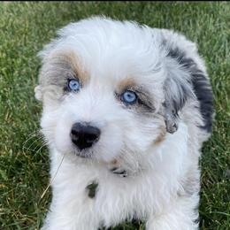 Aussiedoodle Puppies from Aunt Mae’s Doodles