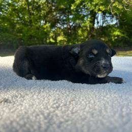 Tickseed - Black tri male Miniature Australian Shepherd puppy in Ardmore, Oklahoma from Tribal Rose Aussies