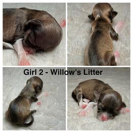 Girl 2 - Chocolate female Havanese puppy in Elkins, Arkansas from Havana Knights Havanese