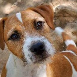 Jiggy - Jack Russell Terrier
