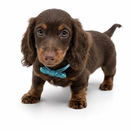 Brandon - Chocolate and tan male Dachshund puppy in Illinois from William Rotsaert