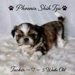 Tucker - Gold and white male Shih Tzu puppy in Hayden, Idaho from Phoenix Shih Tzu