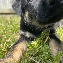 German Shepherd Puppies from Paws Of Germany