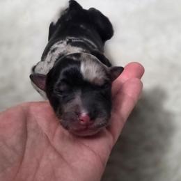 Grimm - Blue merle male Australian Shepherd puppy in Salem, Oregon from Steady Aim Aussies