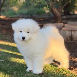 Blue - White male Samoyed puppy in Paulden, Arizona from Carefree Samoyeds & Deserthills Labradors