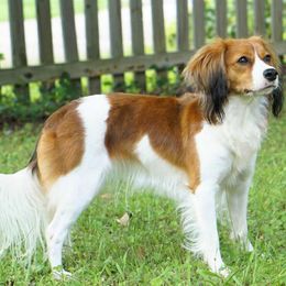 Indie - Nederlandse Kooikerhondje