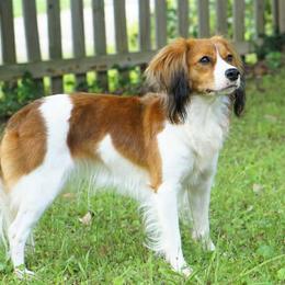 Indie - Nederlandse Kooikerhondje