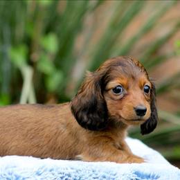 Female 1 - Red female Dachshund puppy in Childress, Texas from Taylor Farms