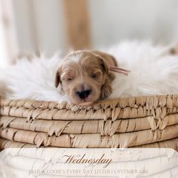 Wednesday - Apricot female Goldendoodle puppy in Syracuse, Florida from The Doodle Cove