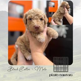 Plaid Tartan - Black Collar - Apricot male Goldendoodle puppy in Garland, Texas from Twilight Doodles