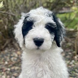 Poodles and Sheepadoodles from Spot On Doodles and Poodles