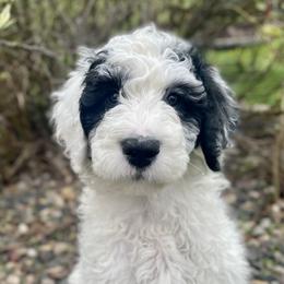 Poodles and Sheepadoodles from Spot On Doodles and Poodles