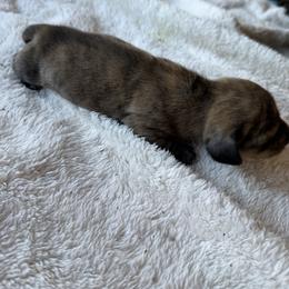 Mater - Brindle male Dachshund puppy in Pearce, Arizona from Katy West Weenies