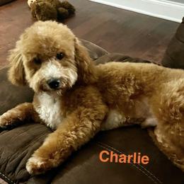 Charlie - Goldendoodle
