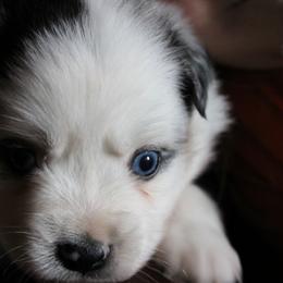 Rubble - Blue merle male Australian Shepherd puppy in Sonoita, Arizona from Gardner Canyon Kennels