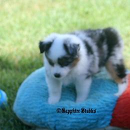 Miniature Australian Shepherd and Toy Australian Shepherd Puppies from Sapphire Stables