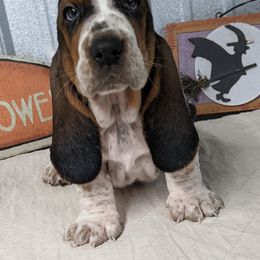 Basset Hound and Pembroke Welsh Corgi Puppies from 4 Sail Quarter Horses and Corgis
