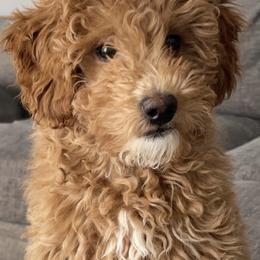 Goldendoodles from Small Home Doodles