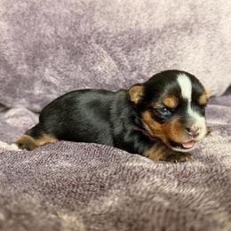 Daisy - Black and tan female Yorkshire Terrier puppy in Georgia from Nalley Kennels