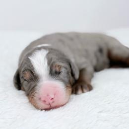 Flint - Blue merle male Bernedoodle puppy in Fleming, Colorado from Vandenbark Doodles