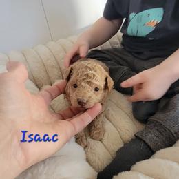 Isaac - Red  male Poodle puppy in Montrose, Pennsylvania from Tales Of Joy