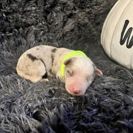 Grass Green Girl - Red merle female Border Collie puppy in Miami, Florida from A&S Pet Services