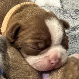 Bean - Red male Boston Terrier puppy in Monroe, Washington from Nordkyn Boston Terriers