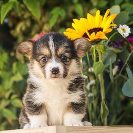 Lady - Black and tan female Pembroke Welsh Corgi puppy in Caliente, California from Rafter Cross 7