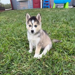 Mercedes - Silver and white female Pomsky puppy in Lyons, Nebraska from Goodness Gracious Pomskies