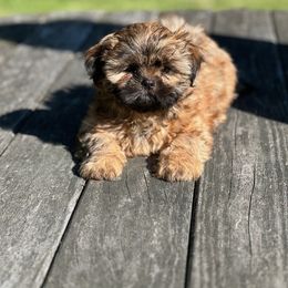 Shih Tzu Puppies from Shih Tzu Companions