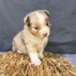 Frank - Red merle male Miniature American Shepherd puppy in Clinton, Missouri from Mockingbirds American Minis