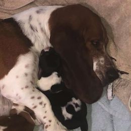 Basset Hounds from Backroad Bassets