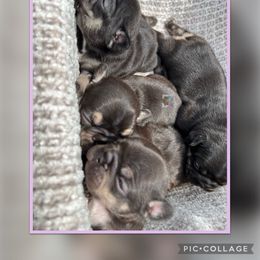 French Bulldog Puppies from Briyana Leighs Litters LLC