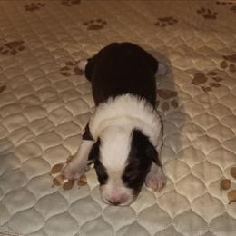 Girl 1 - Red tri-color female Australian Shepherd puppy in Jersey Shore, Pennsylvania from Lone Tree Aussies