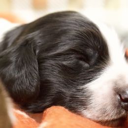 Tuxedo - Piebald male Dachshund puppy in North Reading, Massachusetts from The Well Tempered Dachshund