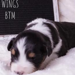 Australian Shepherd Puppies from Take Five Aussies