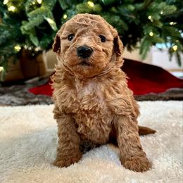 Female 2 - Apricot female Goldendoodle puppy in Brooksville, Florida from Kruger Doodles