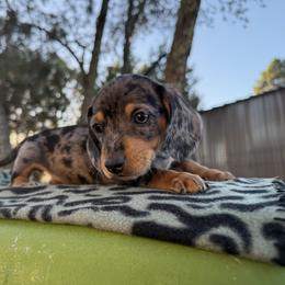 Basset Hound and Dachshund Puppies from Long Dog Ranch