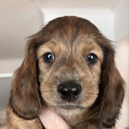 Mr. Yellow - Dapple male Dachshund puppy in Miami, Florida from Maitime Dachshund