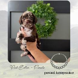 Pearl Keepsake - Merle female Goldendoodle puppy in Garland, Texas from Twilight Doodles